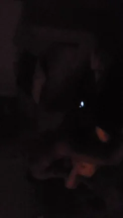 Thick MILF Gets Proneboned by Massive Bull Cock 💦🍑🔥