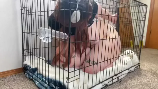 would you breed a dumb puppy girl?