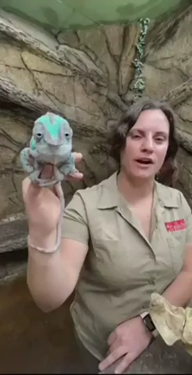 🐊 Zoo Chick's Massive Titty Drop Surprise! 🐉🍈🍈