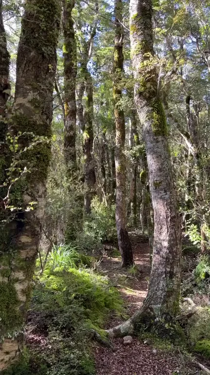 Naturist (OC) forest tease