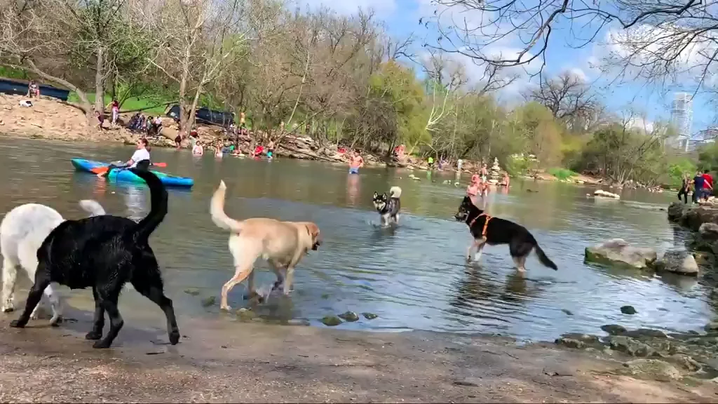 Topless Slut Teasing Tits at the River with Dogs 🏞️🍒🐕