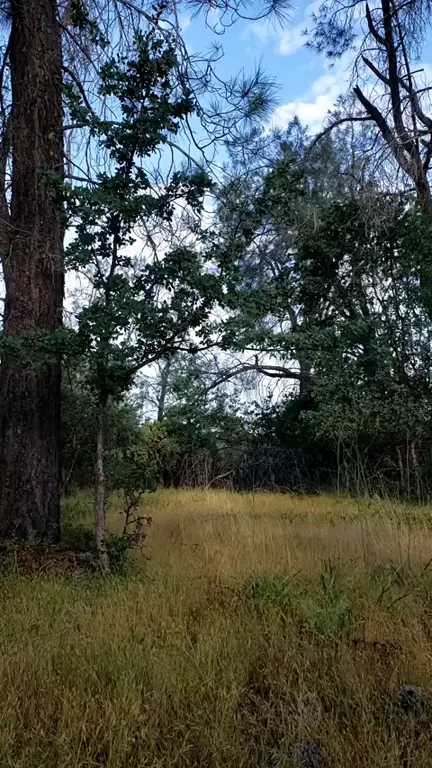 Naked Slut's Wild Forest Stroll 🌳🍑💦