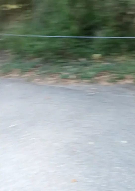 I love my Saturday morning walks....(OC)