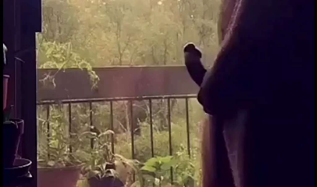 He’s chonky