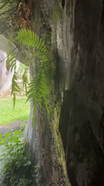 Banging Your Busty Travel Guide Against a Mossy Tree in Public Paradise