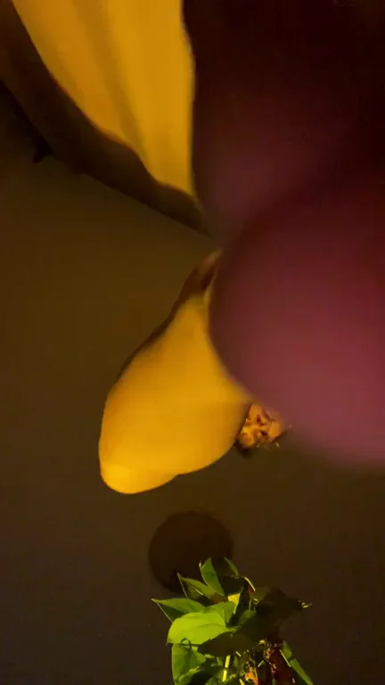 Imagine how I sit on your face
