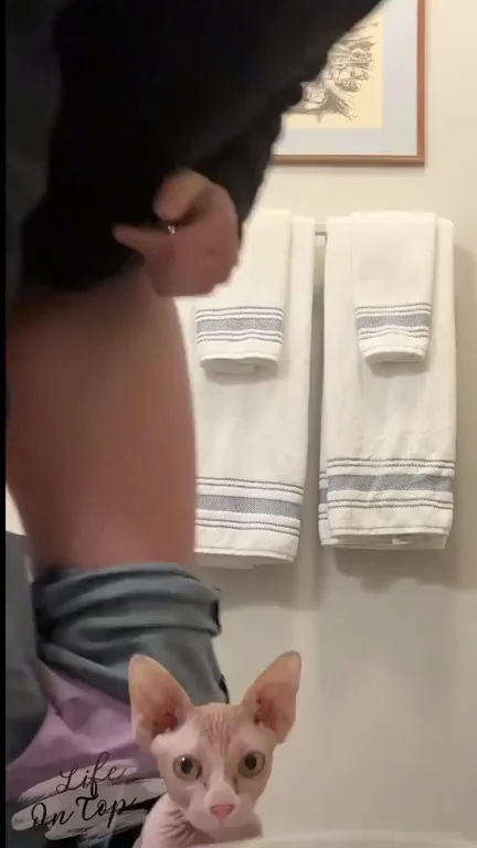 Sis's Curious Cat Sniffs Her Juicy Plugged Ass 🐱🍑🔌