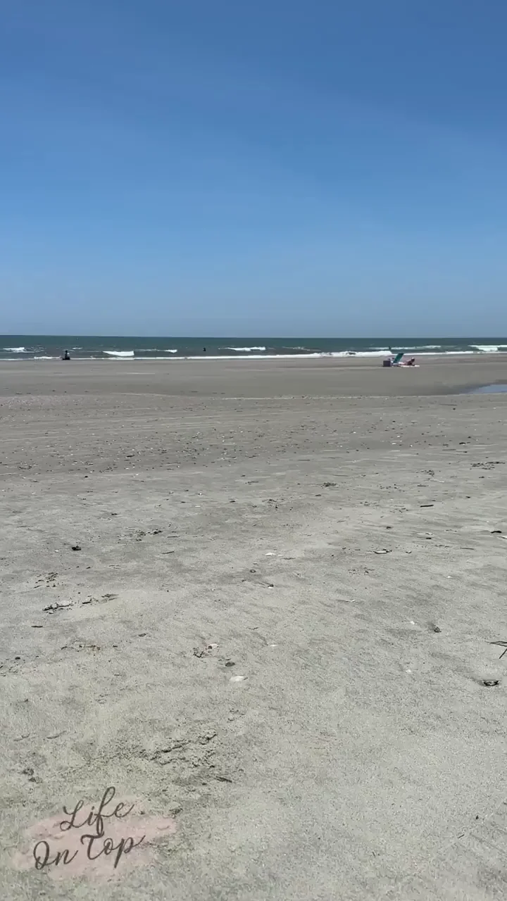 the dog and i had a great time at the beach