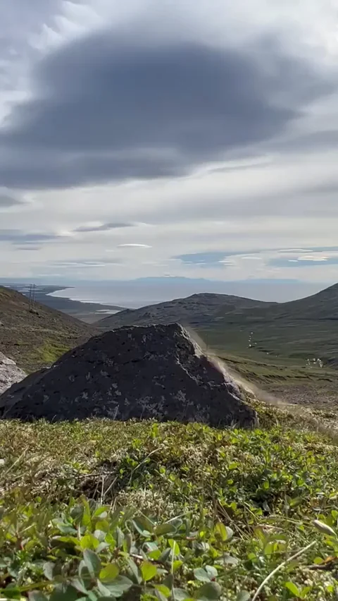 Doggy with a view