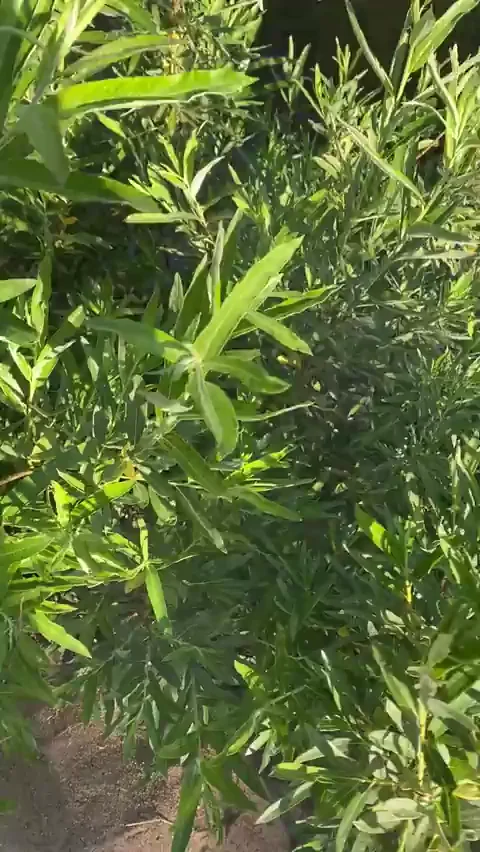 oh it's hot in here F18