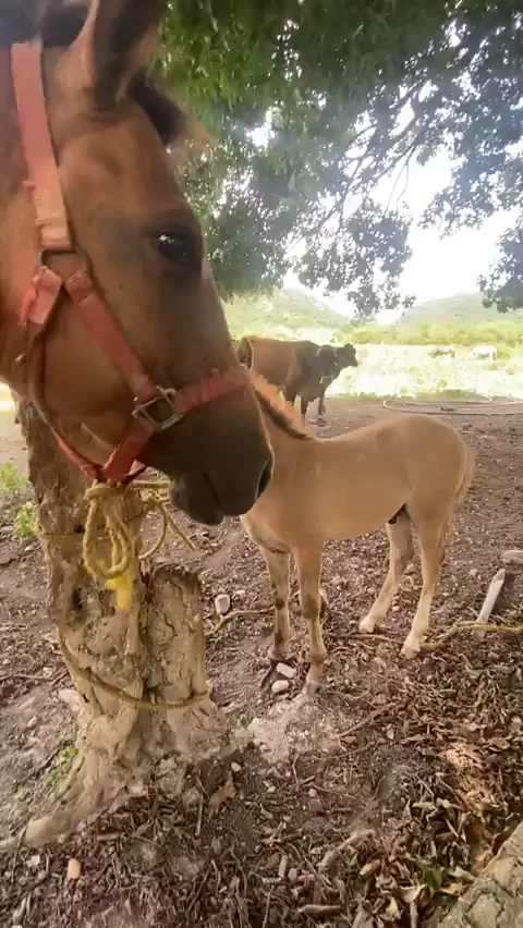 my step brother fucked me on the farm